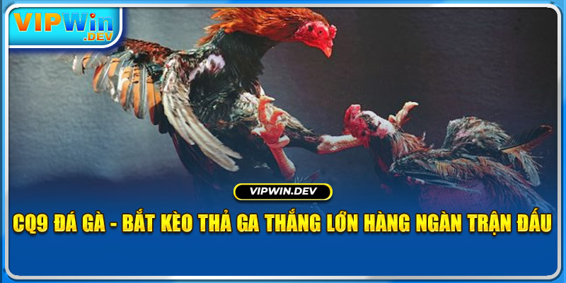 CQ9 Đá Gà - Bắt Kèo Thả Ga Thắng Lớn Cùng Mọi Trận Đấu